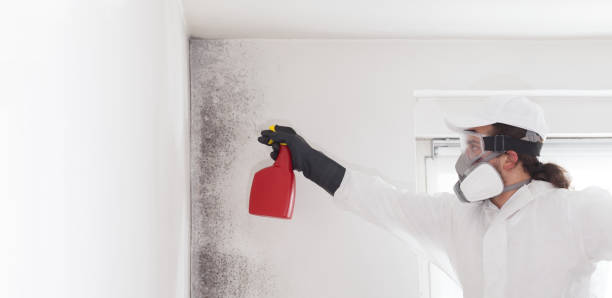 Best Black Mold Remediation in Magnolia, OH